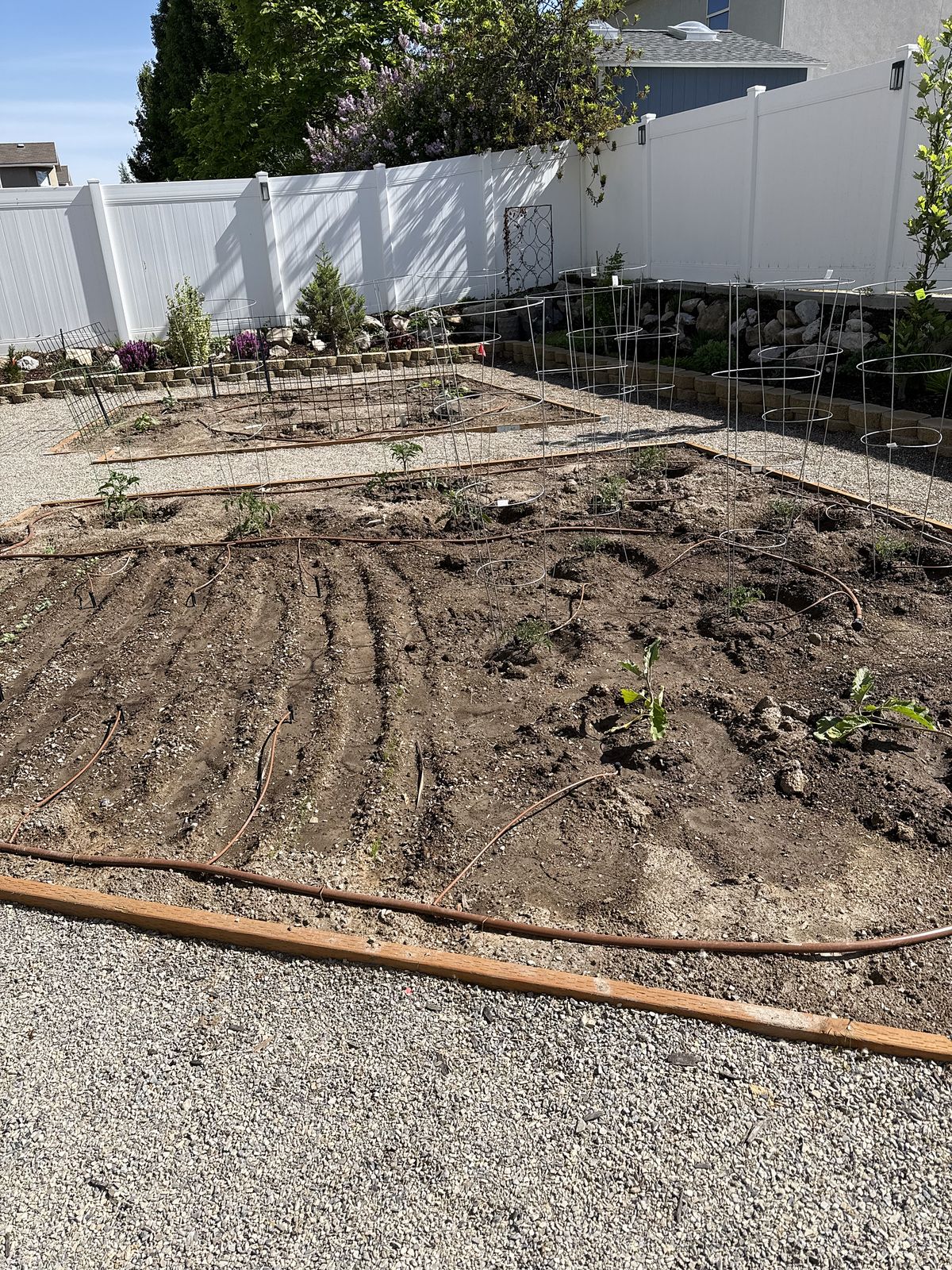 Freshly shaped planting beds with young plants and gravel edging